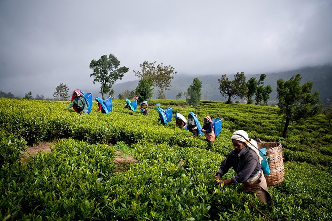 Highlights of Sri Lanka