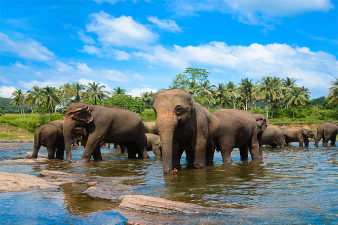 Honeymoon Getaway in Sri Lanka